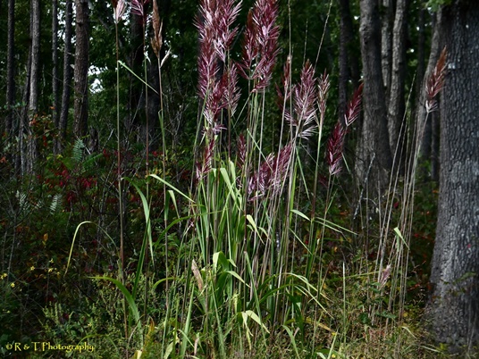 {Saccharum alopecuroides}